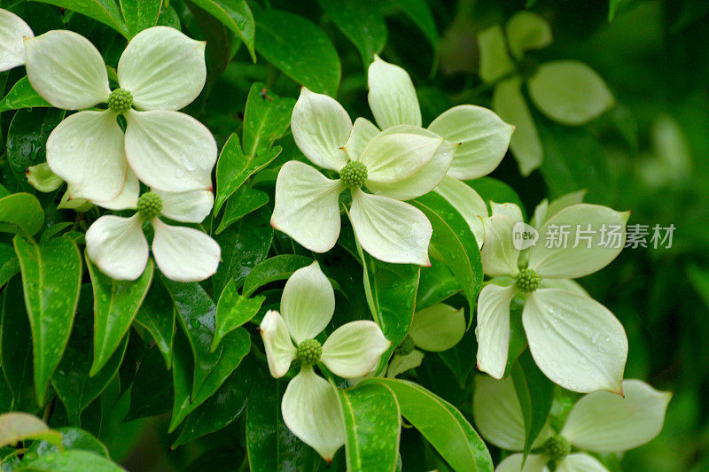 山茱萸/日本山茱萸:美丽的开花植物